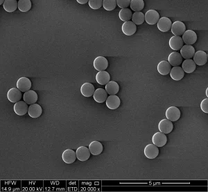 SEM image of 1 um polystyrene carboxy microspheres